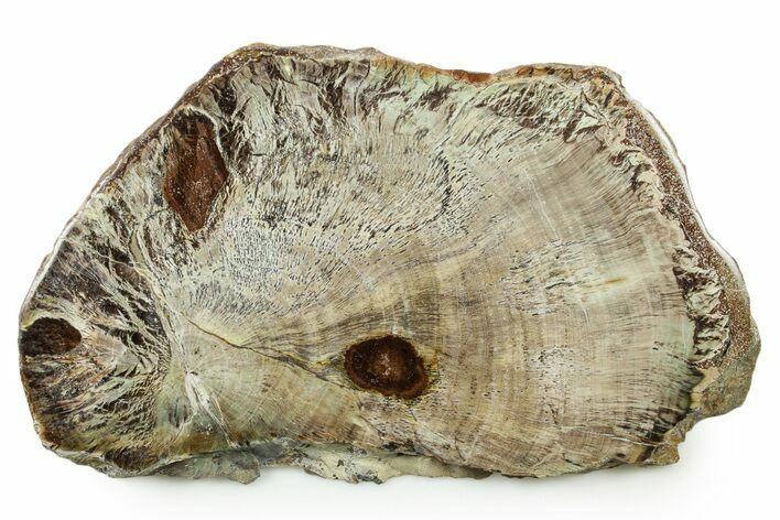 Colorful Polished Petrified Wood Slab - Turkey #383665